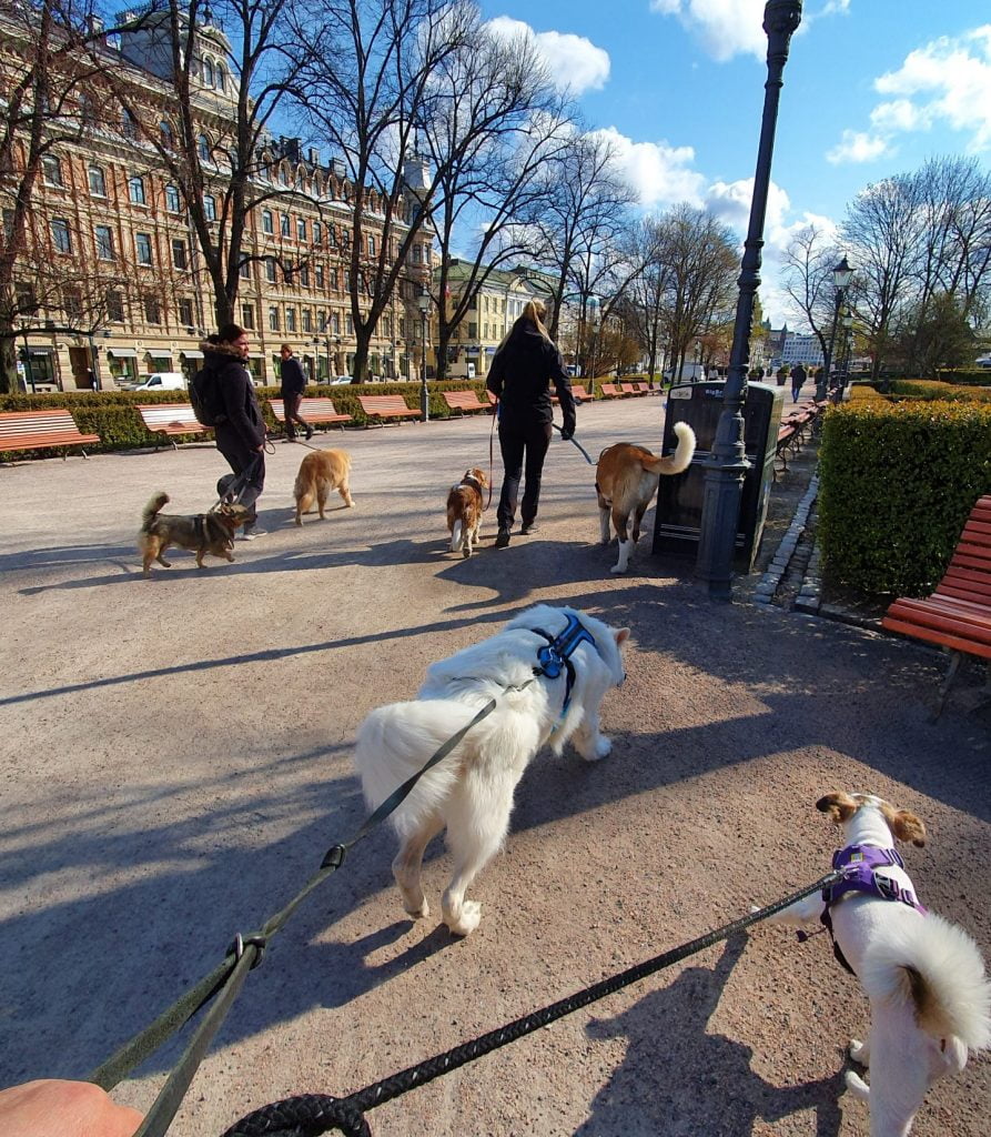 Päiväretkiä koirien kanssa