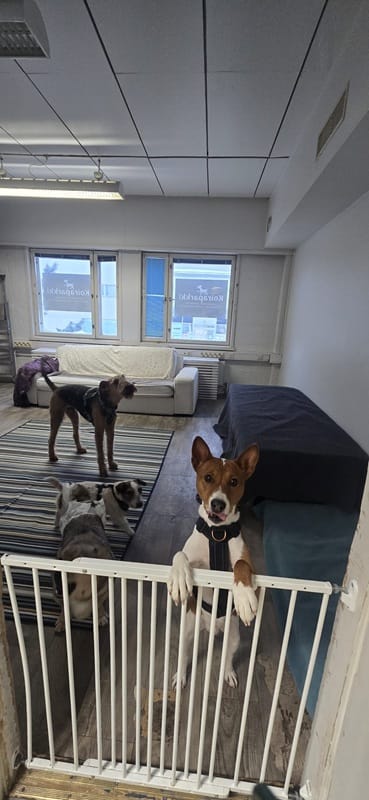 Dogs in daycare at Koiraparkki