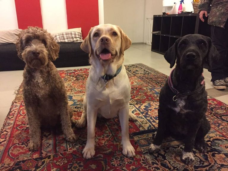 koiraparkki.com koirapäivähoito