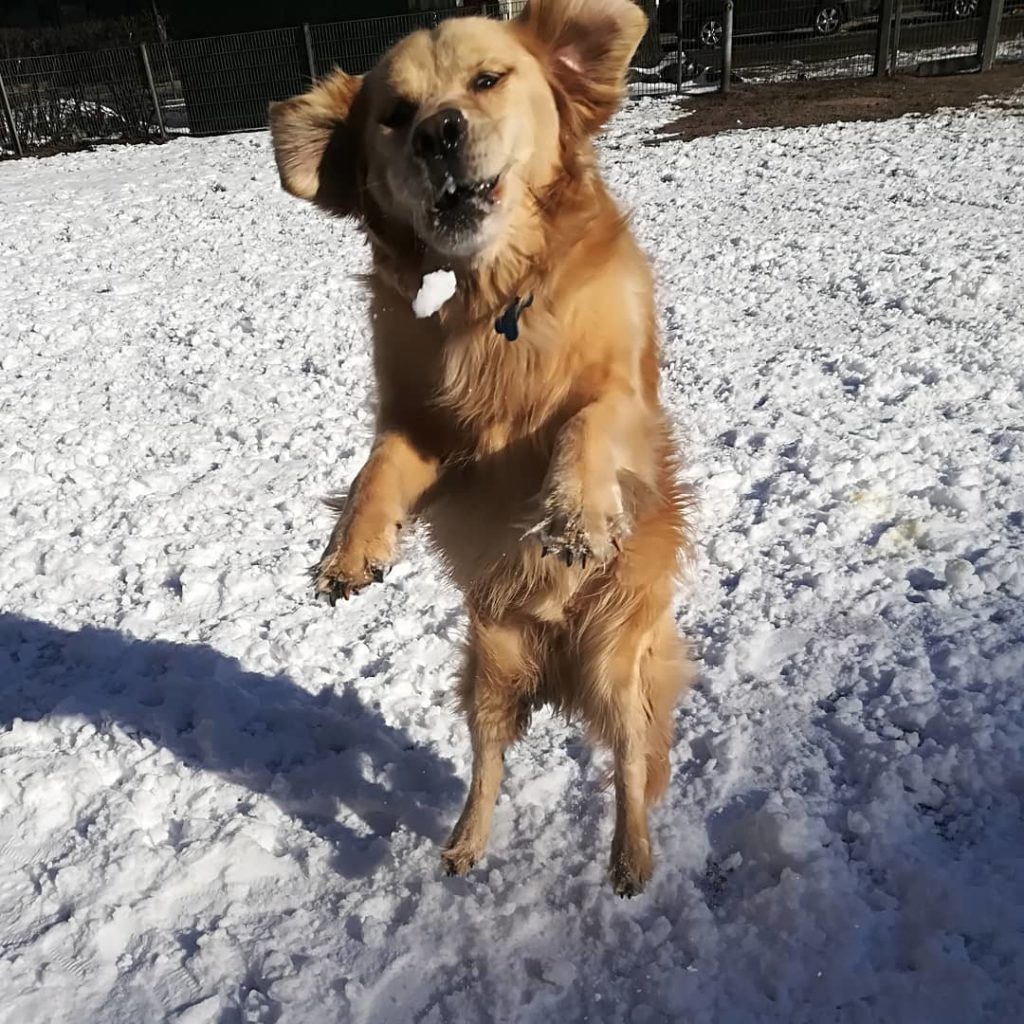 Sammy koirapuistossa koiraparkki.com