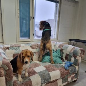 ikkunaprinssit koiraparkki