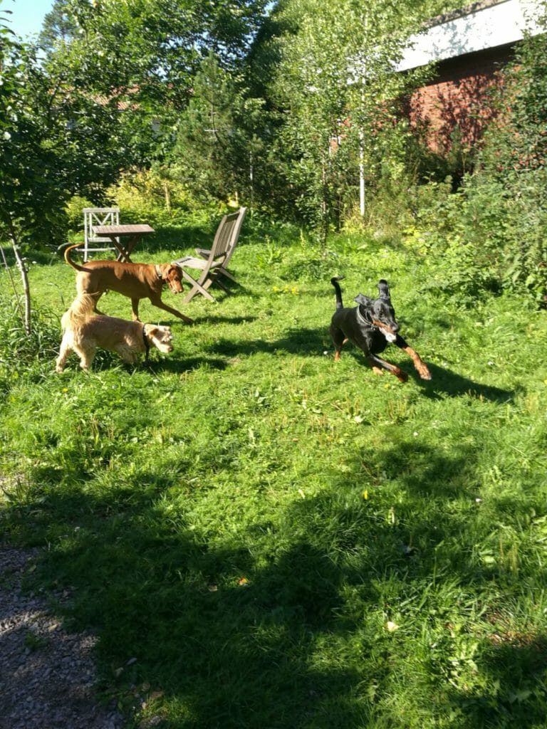 Koirahotelli Perrossa löytyy aina leikkikavereita pihalla