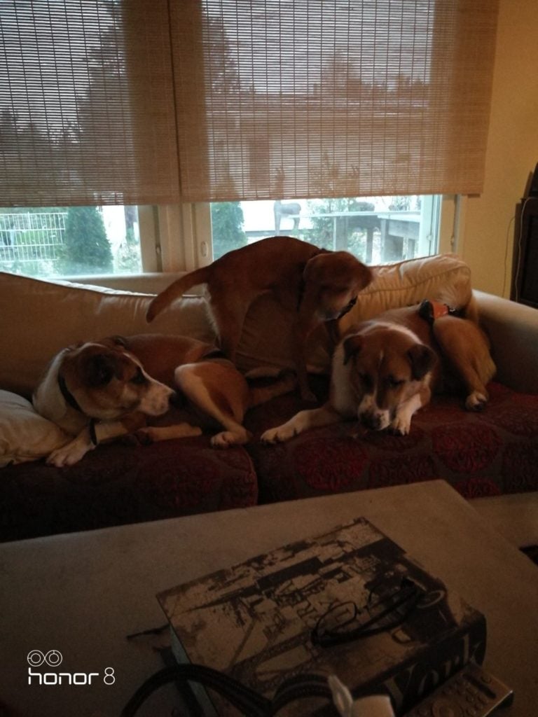 sohvalla tunkua koirahotelli perro